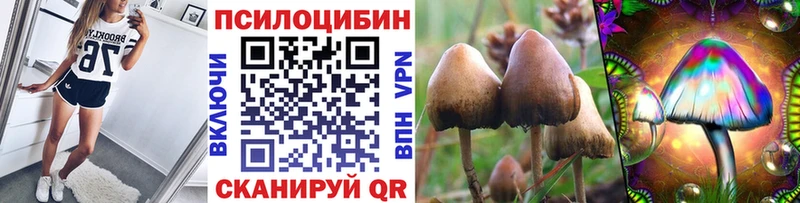 наркота  Коммунар  Галлюциногенные грибы Psilocybine cubensis 